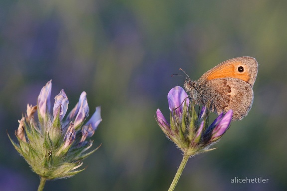 Kleiner Heufalter (Coenonympha pamphilus)